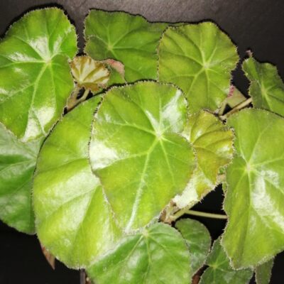 Begonia ' Bessie Buxton'