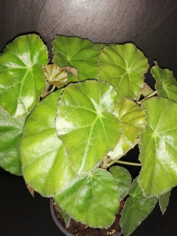 Begonia 'Bessie Buxton', pianta da interno