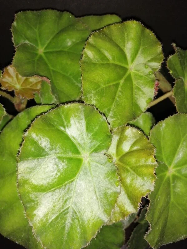 Begonia 'Bessie Buxton', foto 2