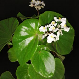 Begonia lachoensis