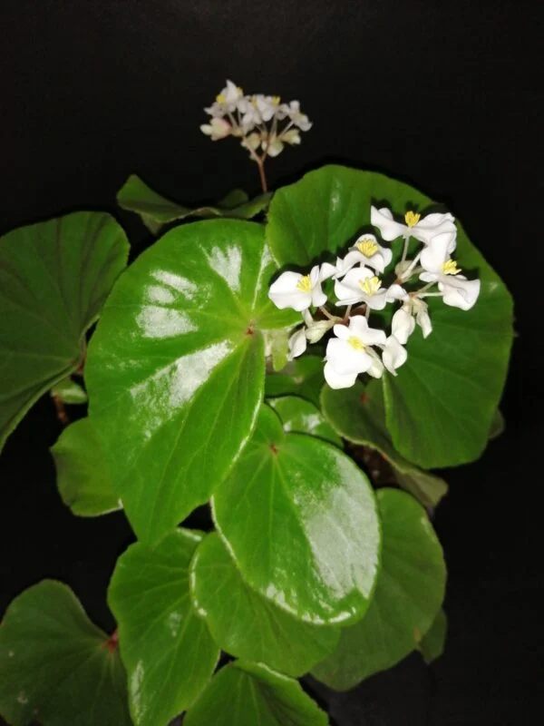 Begonia lachoensis, pianta da interno
