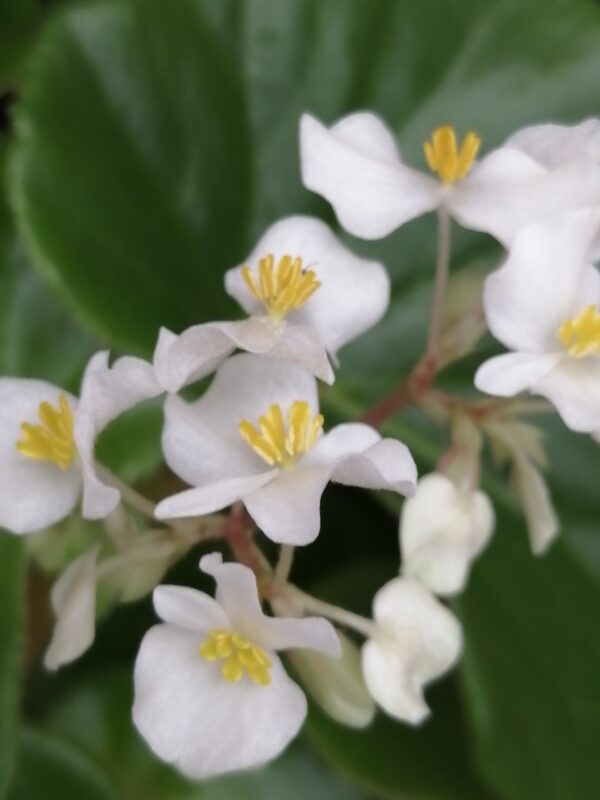 Begonia lachoensis - immagine 2