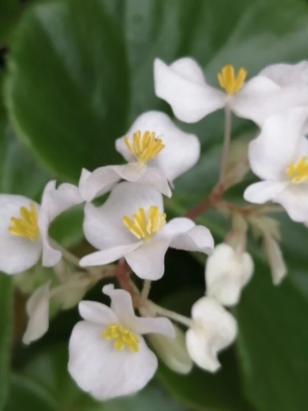 Begonia lachoensis, foto 2