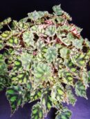 Begonia Tiger Paws