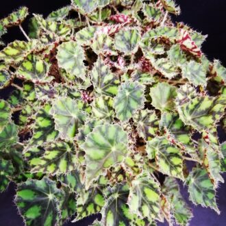 Begonia Tiger Paws