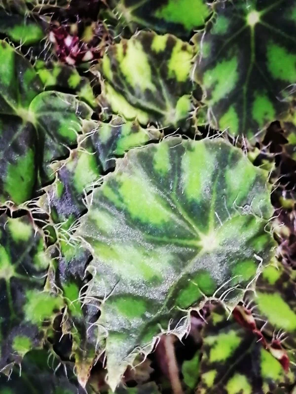 Begonia Tiger Paws, foto 2