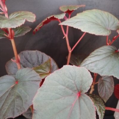 Begonia Baby Grand