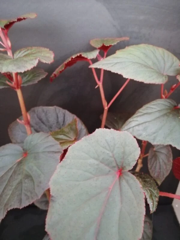 Begonia Baby Grand, pianta da interno