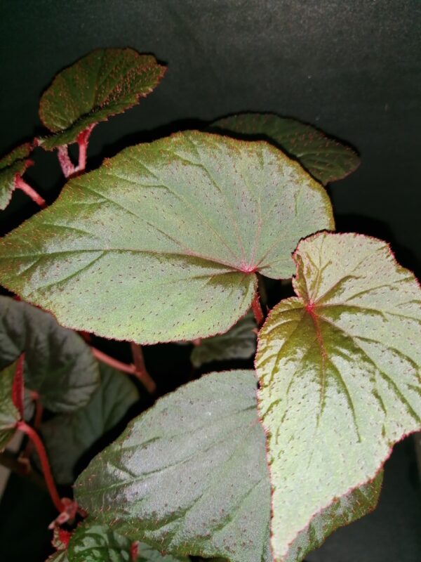 Begonia Baby Grand - immagine 2