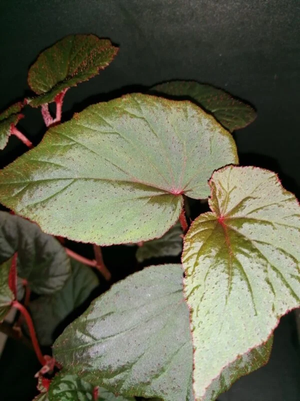 Begonia Baby Grand, foto 2