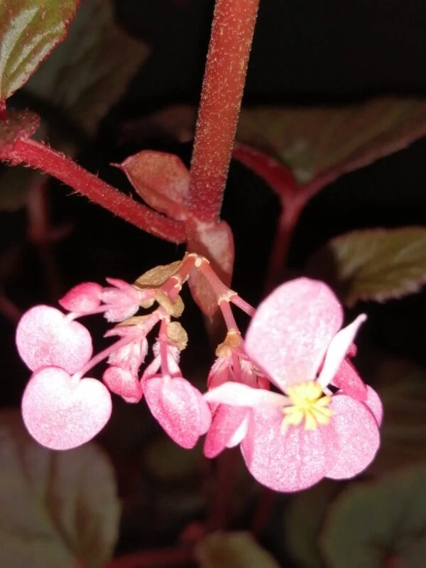 Begonia Baby Grand, foto 3