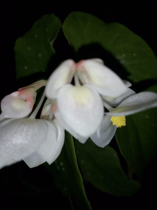 Begonia maculata Whitelighter - immagine 3