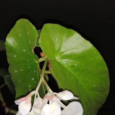 Begonia maculata Whitelighter