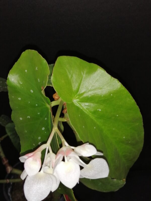 Begonia maculata Whitelighter