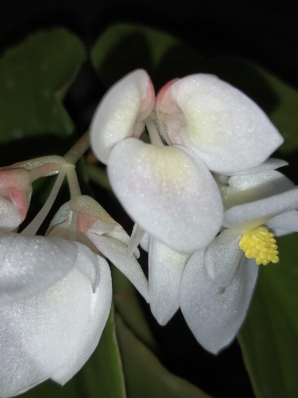 Begonia maculata Whitelighter - immagine 2