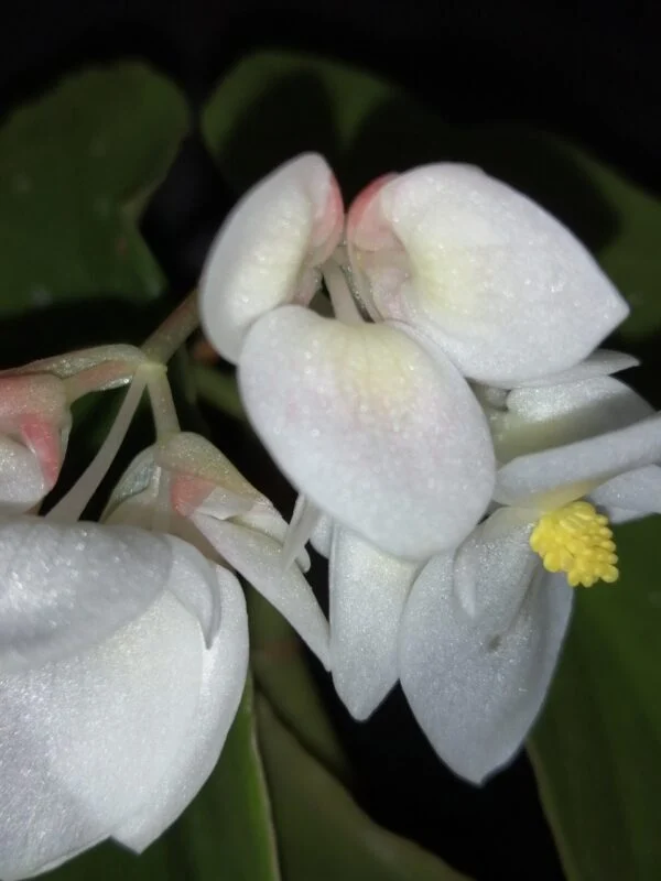 Begonia maculata Whitelighter, foto 2