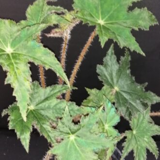 Begonia Elisabeth