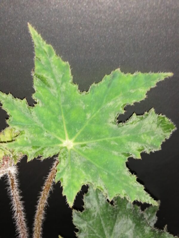 Begonia Elisabeth - immagine 4