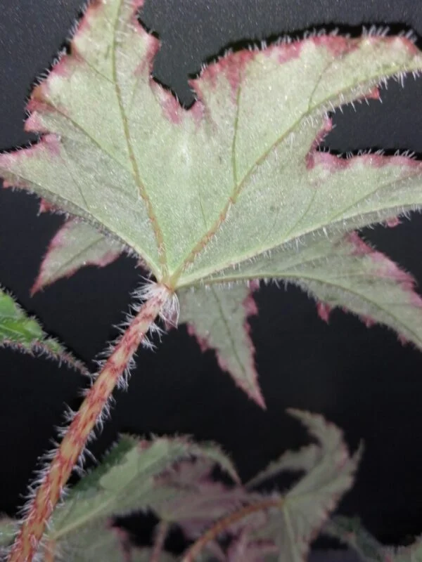 Begonia Elisabeth, foto 5