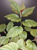 Begonia Argenteo guttata