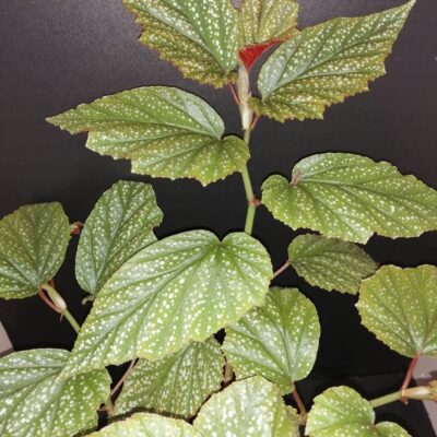 Begonia Argenteo guttata
