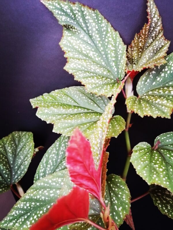 Begonia Argenteo guttata - immagine 3