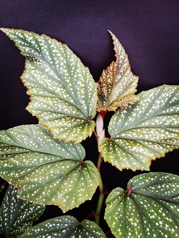 Begonia Argenteo guttata - immagine 2
