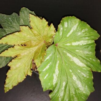 Begonia Kentwood