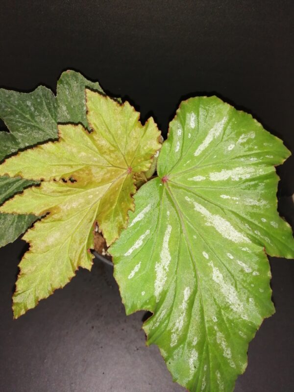 Begonia Kentwood