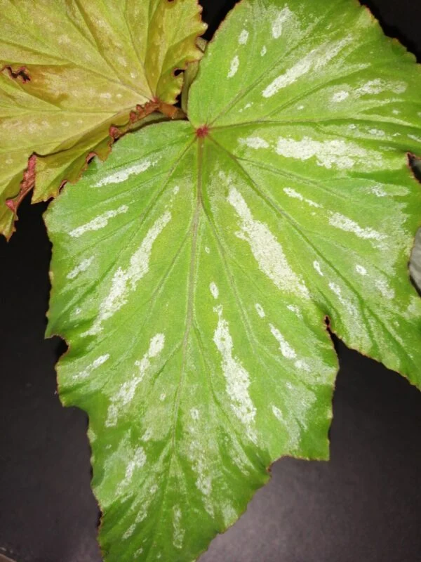 Begonia Kentwood, foto 2