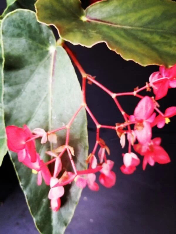 Begonia Miami, foto 3