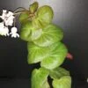 Begonia 'Stormbird', pianta da interno
