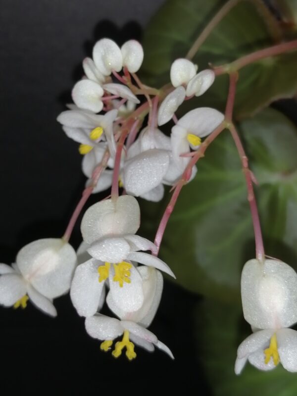 Begonia 'Stormbird' - immagine 3