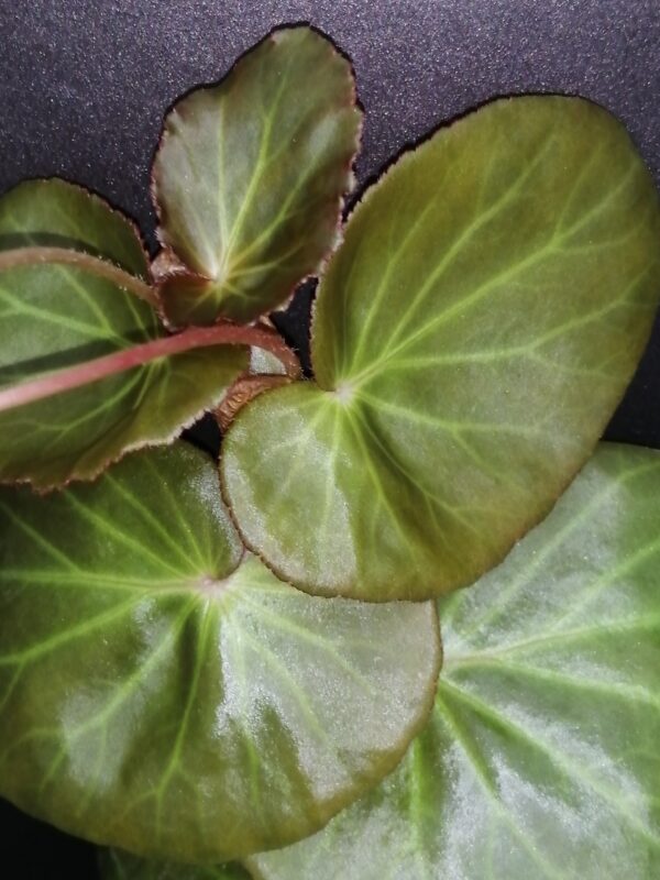 Begonia 'Stormbird' - immagine 4