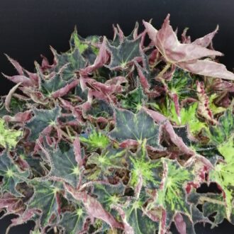 Begonia Aladdin