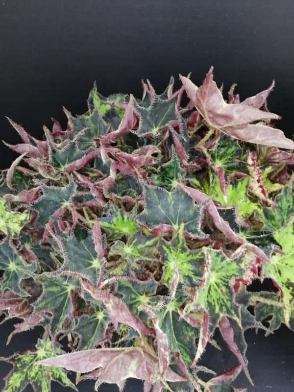 Begonia Aladdin, pianta da interno