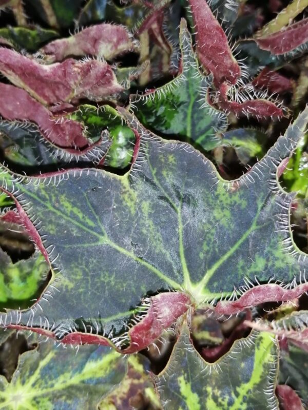 Begonia Aladdin - immagine 3