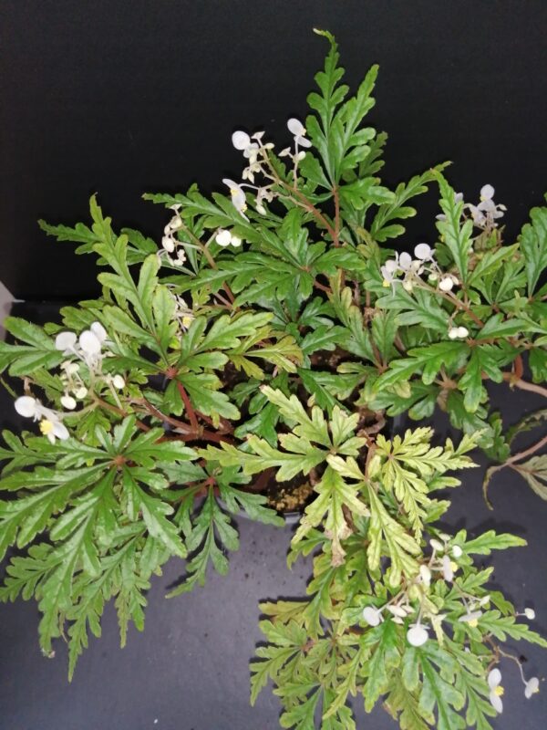 Begonia pollioensis