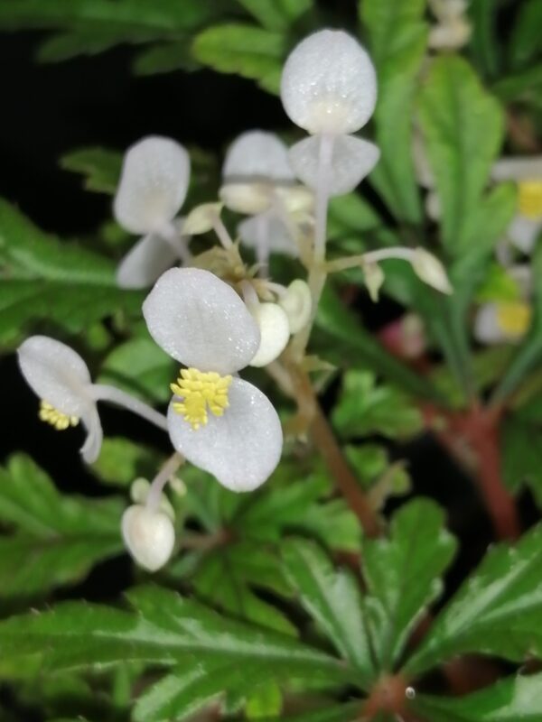 Begonia pollioensis - immagine 5