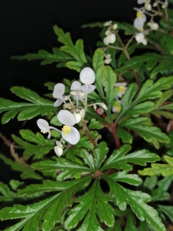 Begonia pollioensis - immagine 6