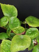 Begonia wui-senioris