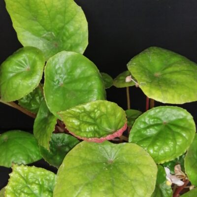 Begonia wui-senioris