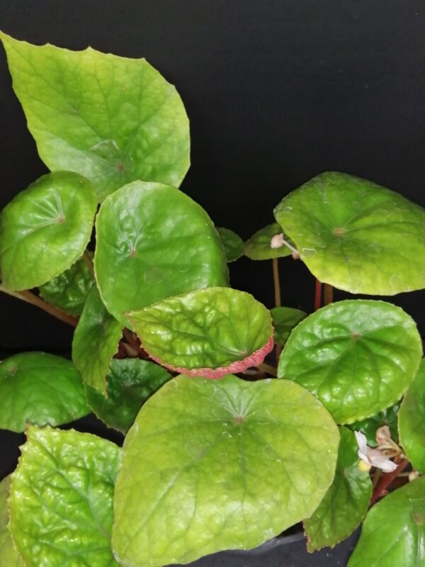 Begonia wui-senioris