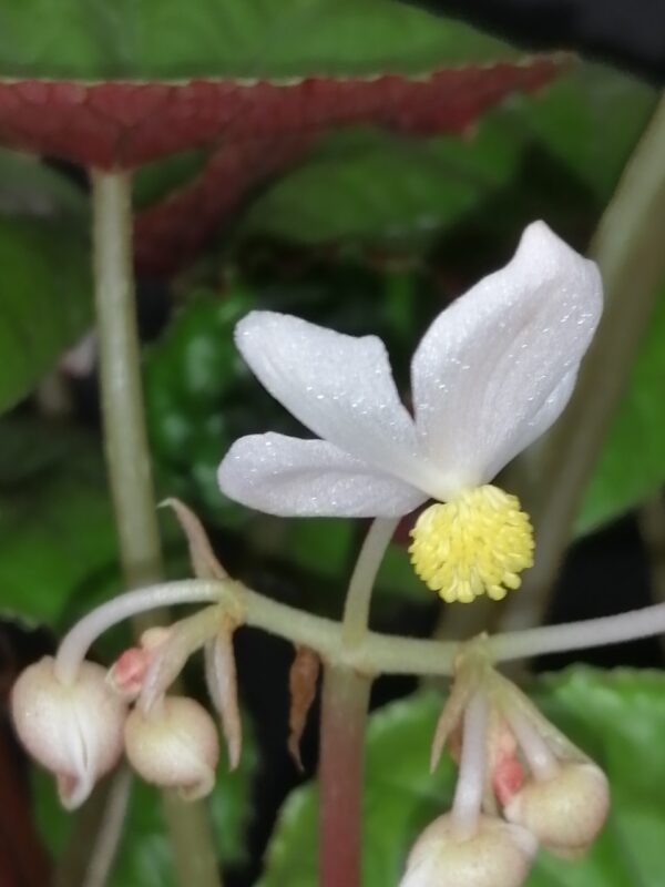 Begonia wui-senioris - immagine 2