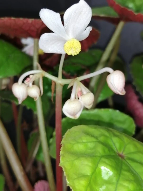 Begonia wui-senioris, foto 3