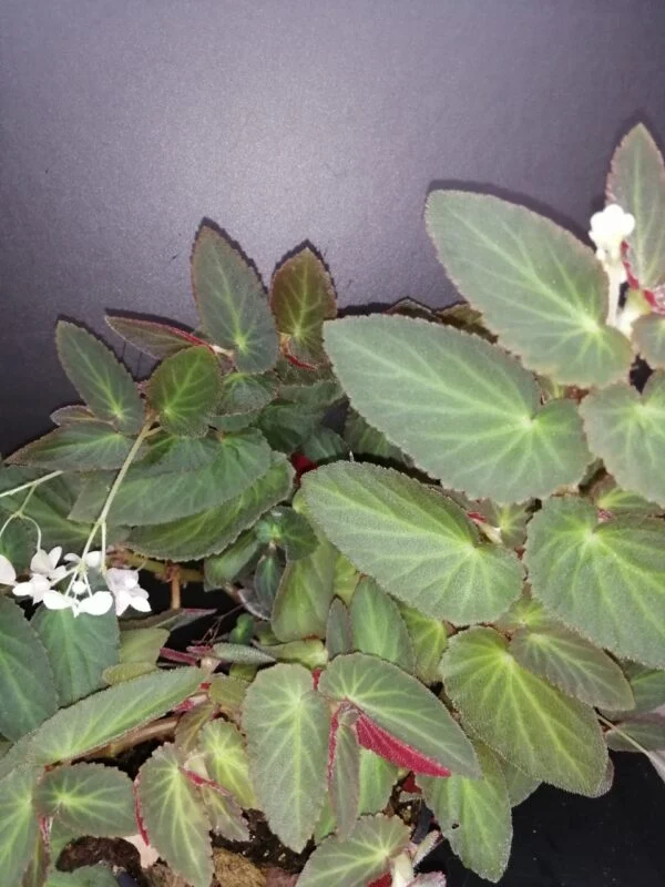 Begonia Withlacoochee, pianta da interno