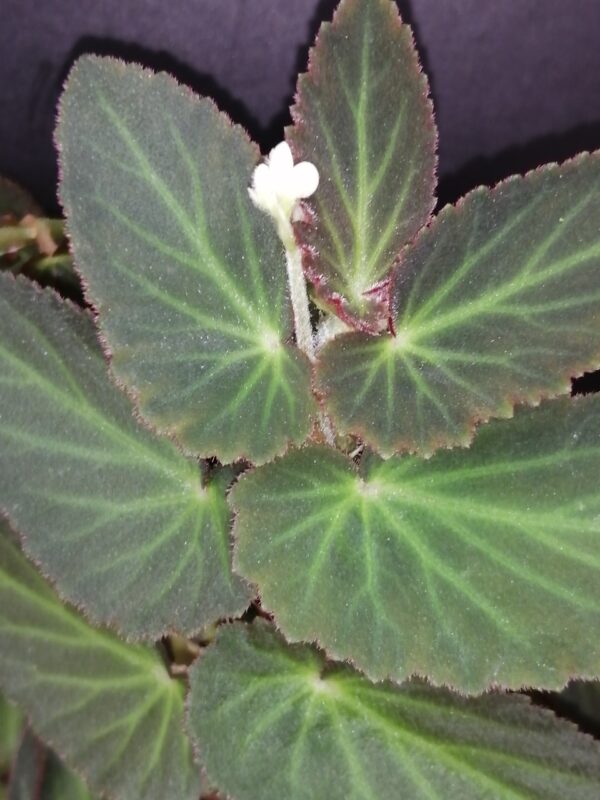 Begonia Withlacoochie - immagine 2
