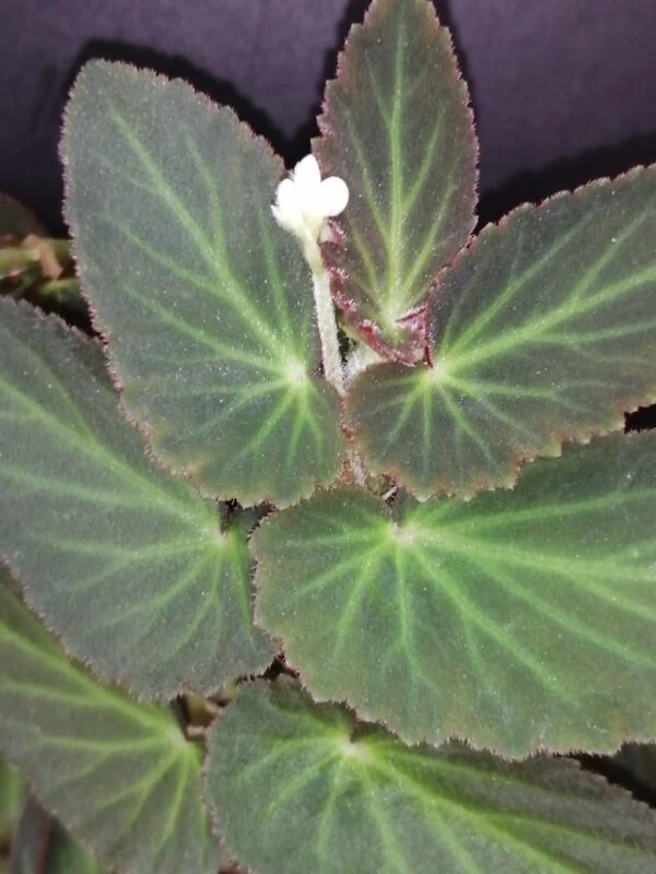 Begonia Withlacoochee, foto 2