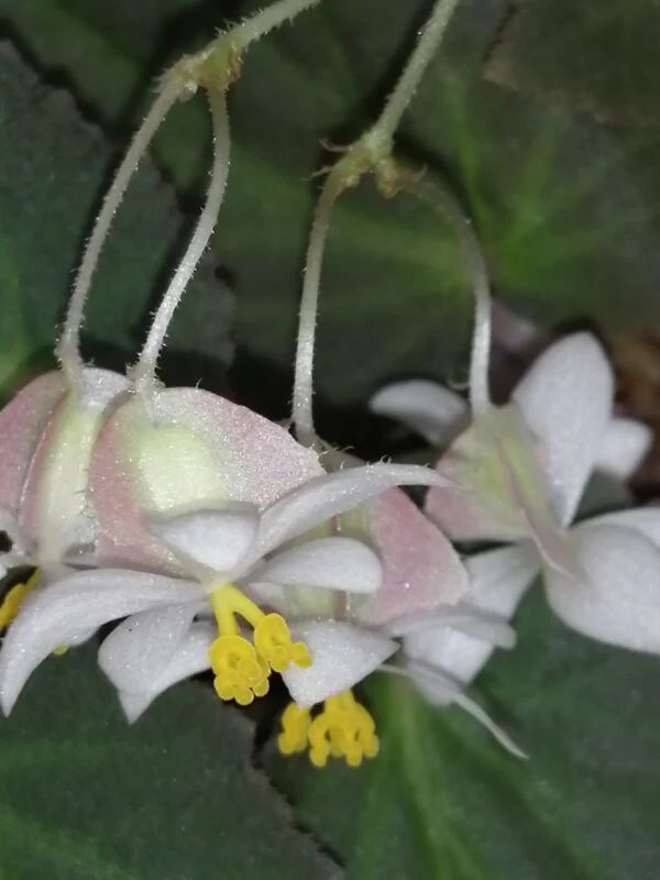 Begonia Withlacoochee, foto 3