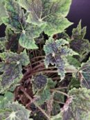 Begonia Burgundy Velvet